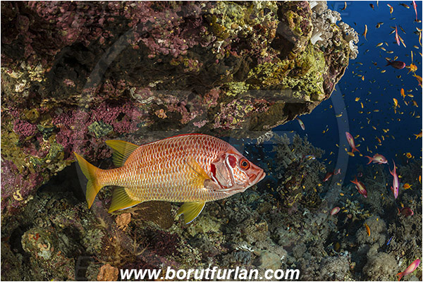 Elphinstone reef, Marsa Alam, Egypt, Red sea, Sargocentron spiniferum, Sargocentron, Holocentridae, Sabre Squirrelfish, Longjaw Squirrelfish, Squirrelfish, Fish, Reef