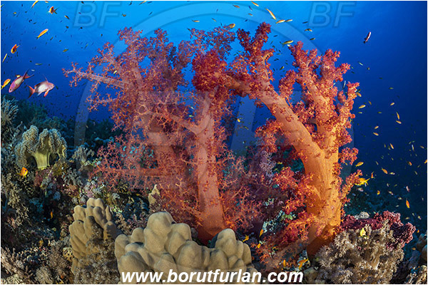 Elphinstone reef, Marsa Alam, Egypt, Red sea, Dendronephthya sp., Dendronephthya, Nephtheidae, Soft coral, Coral, Anthozoa, Cnidaria, Cnidarian, Reef