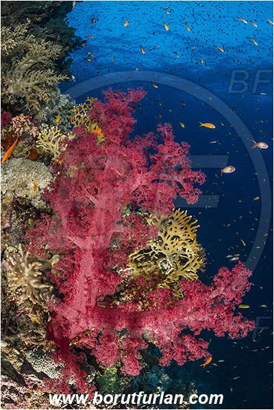 Elphinstone reef, Marsa Alam, Egypt, Red sea, Dendronephthya sp., Dendronephthya, Nephtheidae, Soft coral, Coral, Anthozoa, Cnidaria, Cnidarian, Reef
