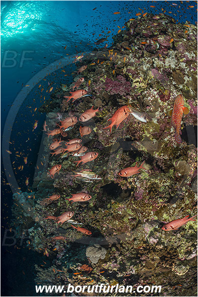 Elphinstone reef, Marsa Alam, Egypt, Red sea, Myripristis murdjan, Myripristis, Holocentridae, Blotcheye Soldierfish, Pinecone soldierfish, Soldierfish, Fish, Fish school, Reef