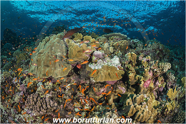 Elphinstone reef, Marsa Alam, Egypt, Red sea, Cnidaria, Cnidarian, Coral, Pseudanthias squamipinnis, Pseudanthias, Serranidae, Lyretail Anthias, Sea goldie, Anthias, Fish, Fish school, Reef