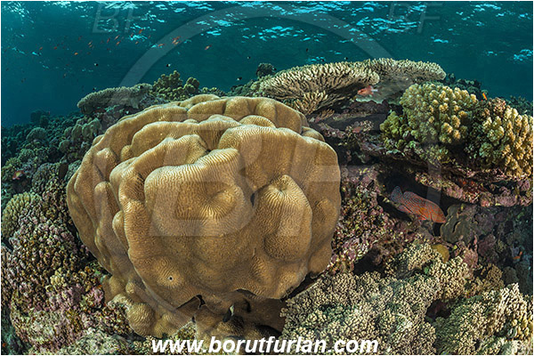 Elphinstone reef, Marsa Alam, Egypt, Red sea, Platygyra sp., Platygyra, Meandrinidae, Brain coral, Coral, Hard coral, Cnidaria, Cnidarian, Reef