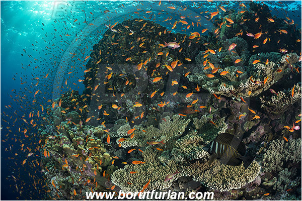 Elphinstone reef, Marsa Alam, Egypt, Red sea, Cnidaria, Cnidarian, Coral, Pseudanthias squamipinnis, Pseudanthias, Serranidae, Lyretail Anthias, Sea goldie, Anthias, Fish, Fish school, Reef