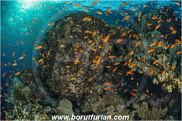 Elphinstone reef, Marsa Alam, Egypt, Red sea, Cnidaria, Cnidarian, Coral, Pseudanthias squamipinnis, Pseudanthias, Serranidae, Lyretail Anthias, Sea goldie, Anthias, Fish, Fish school, Reef