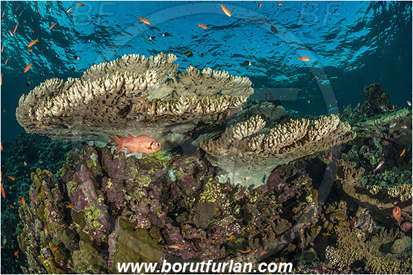 Elphinstone reef, Marsa Alam, Egypt, Red sea, Acropora hyacinthus, Acropora, Acroporidae, Table Coral, Coral, Anthozoa, Cnidaria, Cnidarian, Reef