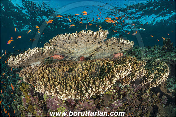 Elphinstone reef, Marsa Alam, Egypt, Red sea, Acropora hyacinthus, Acropora, Acroporidae, Table Coral, Coral, Anthozoa, Cnidaria, Cnidarian, Reef