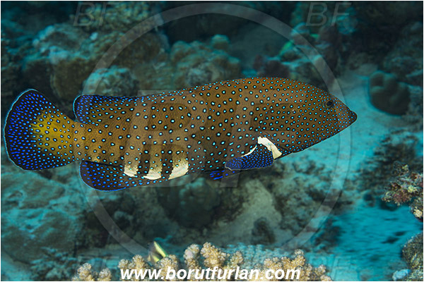 Marsa Shagra, Marsa Alam, Egypt, Red sea, Cephalopholis argus, Cephalopholis, Serranidae, Peacock grouper, Grouper, Fish