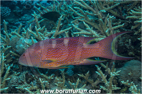 Marsa Shagra, Marsa Alam, Egypt, Red sea, Variola louti, Variola, Serranidae, Yellow-edged lyretail, Lyretail grouper, Moon grouper, Grouper, Fish
