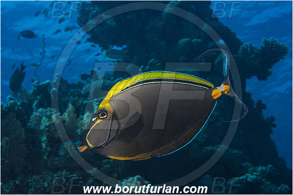 Marsa Shagra, Marsa Alam, Egypt, Red sea, Naso elegans, Naso, Acanthuridae, Elegant Unicornfish, Unicornfish, Surgeonfish, Fish