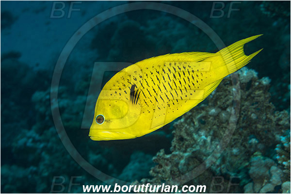 Marsa Shagra, Marsa Alam, Egypt, Red sea, Epibulus insidiator, Epibulus, Labridae, Sling-jaw wrasse, Wrasse, Female, Fish