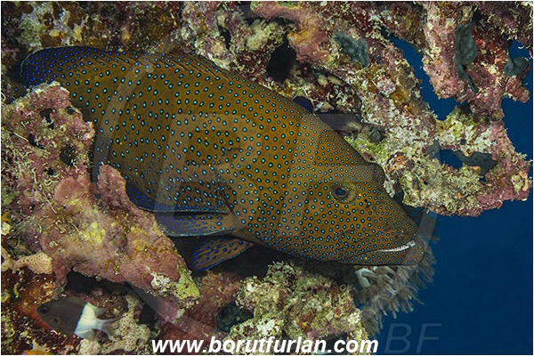 Marsa Shagra, Marsa Alam, Egypt, Red sea, Cephalopholis argus, Cephalopholis, Serranidae, Peacock grouper, Grouper, Fish