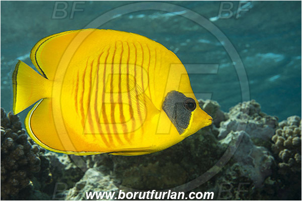 Marsa Shagra, Marsa Alam, Egypt, Red sea, Chaetodon semilarvatus, Chaetodon, Chaetodontidae, Masked Butterflyfish, Butterflyfish, Fish