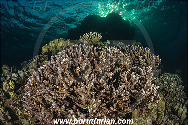 Marsa Shagra, Marsa Alam, Egypt, Red sea, Acropora cerealis, Acropora, Acroporidae, Anthozoa, Cnidaria, Cnidarian, Acropora Stone Coral, Coral, Reef
