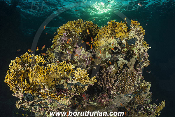 Marsa Shagra, Marsa Alam, Egypt, Red sea, Millepora dichotoma, Millepora, Milleporidae, Hydrozoa, Cnidaria, Cnidarian, Net fire coral, Fire coral, Reef