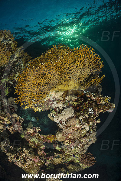 Marsa Shagra, Marsa Alam, Egypt, Red sea, Millepora dichotoma, Millepora, Milleporidae, Hydrozoa, Cnidaria, Cnidarian, Net fire coral, Fire coral, Reef