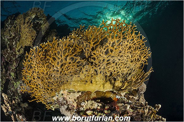Marsa Shagra, Marsa Alam, Egypt, Red sea, Millepora dichotoma, Millepora, Milleporidae, Hydrozoa, Cnidaria, Cnidarian, Net fire coral, Fire coral, Reef