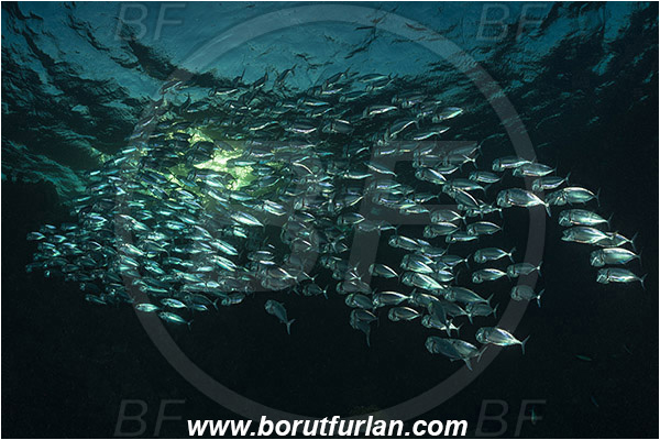 Marsa Shagra, Marsa Alam, Egypt, Red sea, Rastrelliger kanagurta, Rastrelliger, Scombridae, Indian mackerel, Fish, Feeding, Fish school, Evening