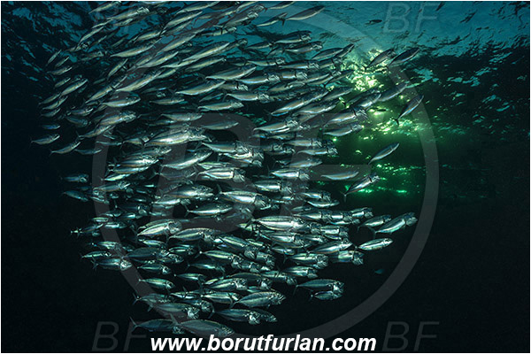 Marsa Shagra, Marsa Alam, Egypt, Red sea, Rastrelliger kanagurta, Rastrelliger, Scombridae, Indian mackerel, Fish, Feeding, Fish school, Evening