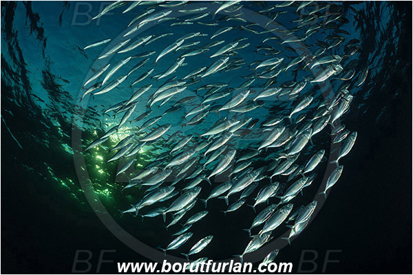 Marsa Shagra, Marsa Alam, Egypt, Red sea, Rastrelliger kanagurta, Rastrelliger, Scombridae, Indian mackerel, Fish, Feeding, Fish school, Evening