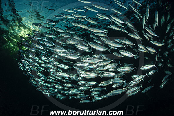 Marsa Shagra, Marsa Alam, Egypt, Red sea, Rastrelliger kanagurta, Rastrelliger, Scombridae, Indian mackerel, Fish, Feeding, Fish school, Evening