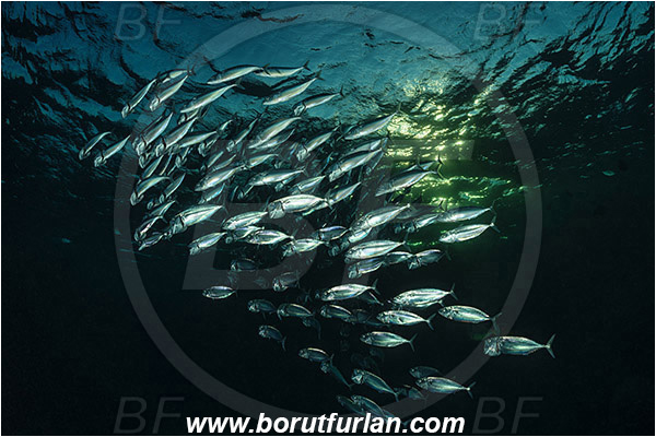 Marsa Shagra, Marsa Alam, Egypt, Red sea, Rastrelliger kanagurta, Rastrelliger, Scombridae, Indian mackerel, Fish, Feeding, Fish school, Evening