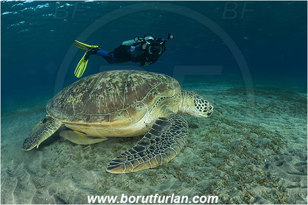 Marsa Abu Dabab, Marsa Alam, Egypt, Red sea, Chelonia mydas, Cheloniidae, Reptilia, Reptilian, Green Sea Turtle, Turtle, Echeneis naucrates, Echeneidae, Slender Suckerfish, Suckerfish, Fish, Diver, Underwater photographer