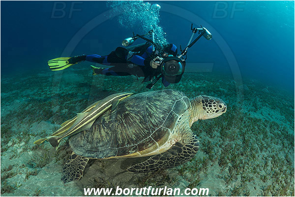 Marsa Abu Dabab, Marsa Alam, Egypt, Red sea, Chelonia mydas, Cheloniidae, Reptilia, Reptilian, Green Sea Turtle, Turtle, Echeneis naucrates, Echeneidae, Slender Suckerfish, Suckerfish, Fish, Diver, Underwater photographer