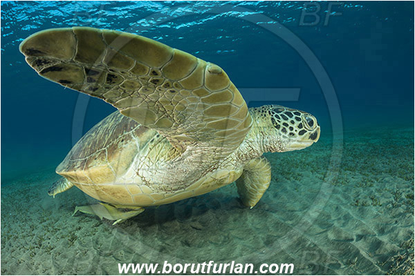 Marsa Abu Dabab, Marsa Alam, Egypt, Red sea, Chelonia mydas, Cheloniidae, Reptilia, Reptilian, Green Sea Turtle, Turtle, Echeneis naucrates, Echeneidae, Slender Suckerfish, Suckerfish, Fish
