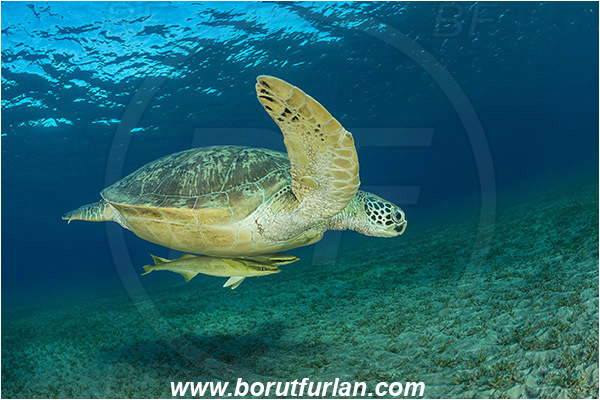 Marsa Abu Dabab, Marsa Alam, Egypt, Red sea, Chelonia mydas, Cheloniidae, Reptilia, Reptilian, Green Sea Turtle, Turtle, Echeneis naucrates, Echeneidae, Slender Suckerfish, Suckerfish, Fish