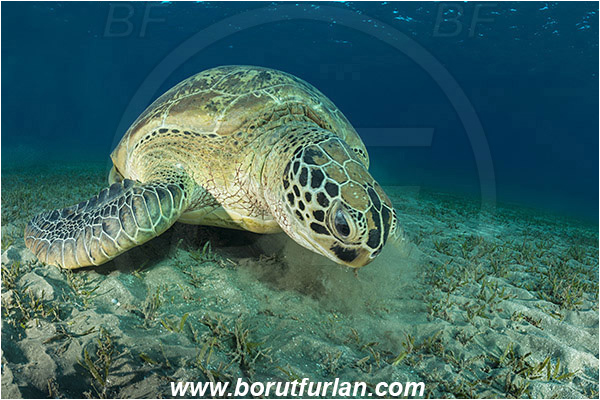 Marsa Abu Dabab, Marsa Alam, Egypt, Red sea, Chelonia mydas, Cheloniidae, Reptilia, Reptilian, Green Sea Turtle, Turtle, Feeding, Grass
