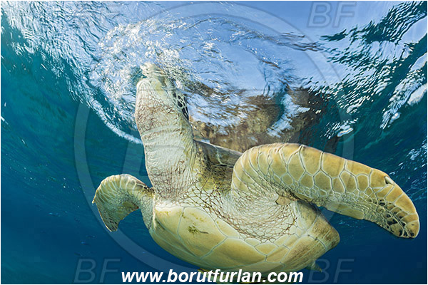 Marsa Abu Dabab, Marsa Alam, Egypt, Red sea, Chelonia mydas, Cheloniidae, Reptilia, Reptilian, Green Sea Turtle, Turtle, Breathing