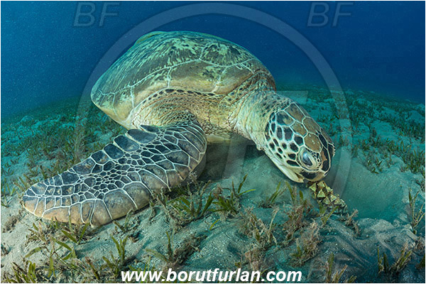 Marsa Abu Dabab, Marsa Alam, Egypt, Red sea, Chelonia mydas, Cheloniidae, Reptilia, Reptilian, Green Sea Turtle, Turtle, Feeding, Grass