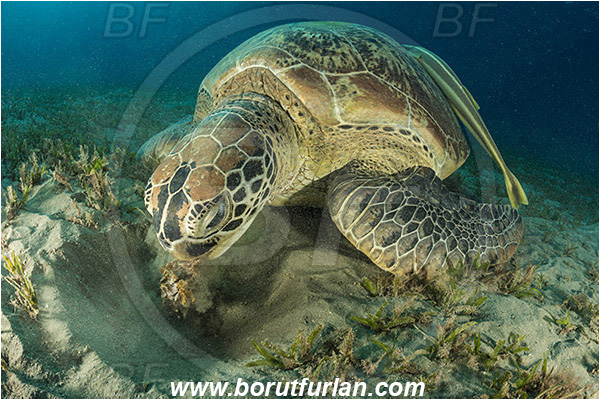 Marsa Abu Dabab, Marsa Alam, Egypt, Red sea, Chelonia mydas, Cheloniidae, Reptilia, Reptilian, Green Sea Turtle, Turtle, Echeneis naucrates, Echeneidae, Slender Suckerfish, Suckerfish, Fish, Feeding, Grass