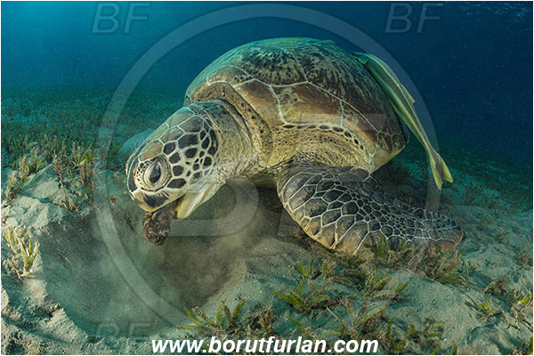 Marsa Abu Dabab, Marsa Alam, Egypt, Red sea, Chelonia mydas, Cheloniidae, Reptilia, Reptilian, Green Sea Turtle, Turtle, Echeneis naucrates, Echeneidae, Slender Suckerfish, Suckerfish, Fish, Feeding, Grass