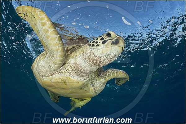 Marsa Abu Dabab, Marsa Alam, Egypt, Red sea, Chelonia mydas, Cheloniidae, Reptilia, Reptilian, Green Sea Turtle, Turtle, Echeneis naucrates, Echeneidae, Slender Suckerfish, Suckerfish, Fish