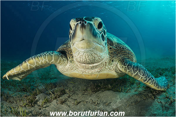 Marsa Abu Dabab, Marsa Alam, Egypt, Red sea, Chelonia mydas, Cheloniidae, Reptilia, Reptilian, Green Sea Turtle, Turtle, Feeding, Grass