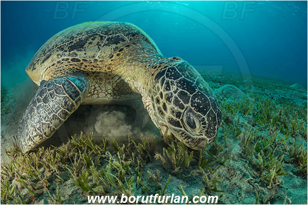 Marsa Abu Dabab, Marsa Alam, Egypt, Red sea, Chelonia mydas, Cheloniidae, Reptilia, Reptilian, Green Sea Turtle, Turtle, Feeding, Grass