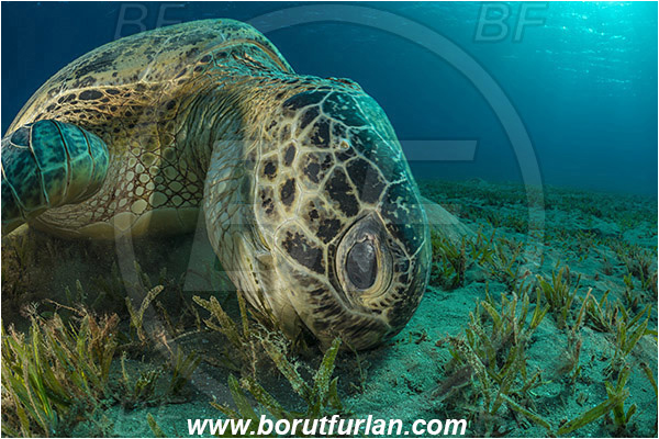 Marsa Abu Dabab, Marsa Alam, Egypt, Red sea, Chelonia mydas, Cheloniidae, Reptilia, Reptilian, Green Sea Turtle, Turtle, Feeding, Grass