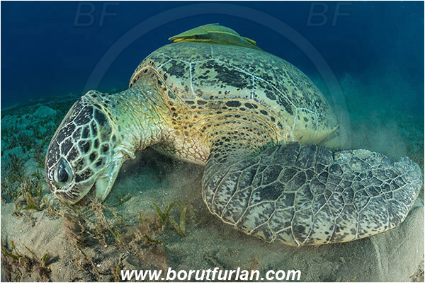 Marsa Abu Dabab, Marsa Alam, Egypt, Red sea, Chelonia mydas, Cheloniidae, Reptilia, Reptilian, Green Sea Turtle, Turtle, Echeneis naucrates, Echeneidae, Slender Suckerfish, Suckerfish, Fish, Feeding, Grass