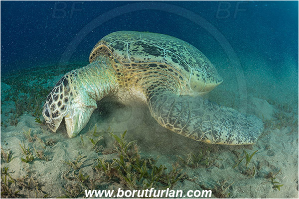 Marsa Abu Dabab, Marsa Alam, Egypt, Red sea, Chelonia mydas, Cheloniidae, Reptilia, Reptilian, Green Sea Turtle, Turtle, Feeding, Grass