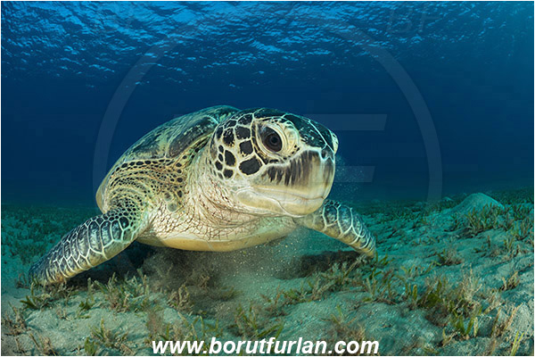 Marsa Abu Dabab, Marsa Alam, Egypt, Red sea, Chelonia mydas, Cheloniidae, Reptilia, Reptilian, Green Sea Turtle, Turtle, Feeding, Grass