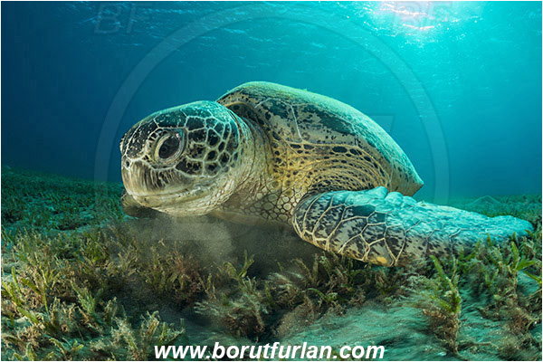 Marsa Abu Dabab, Marsa Alam, Egypt, Red sea, Chelonia mydas, Cheloniidae, Reptilia, Reptilian, Green Sea Turtle, Turtle, Feeding, Grass