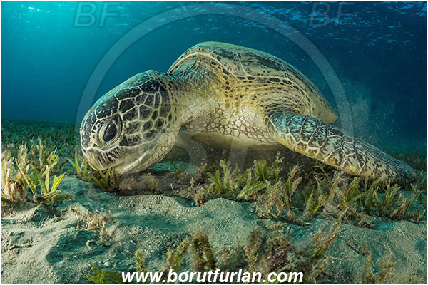 Marsa Abu Dabab, Marsa Alam, Egypt, Red sea, Chelonia mydas, Cheloniidae, Reptilia, Reptilian, Green Sea Turtle, Turtle, Feeding, Grass