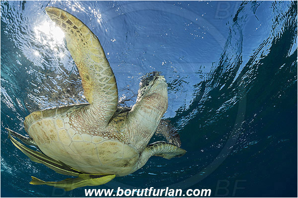 Marsa Abu Dabab, Marsa Alam, Egypt, Red sea, Chelonia mydas, Cheloniidae, Reptilia, Reptilian, Green Sea Turtle, Turtle, Echeneis naucrates, Echeneidae, Slender Suckerfish, Suckerfish, Fish, Breathing
