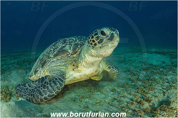 Marsa Abu Dabab, Marsa Alam, Egypt, Red sea, Chelonia mydas, Cheloniidae, Reptilia, Reptilian, Green Sea Turtle, Turtle, Feeding, Grass