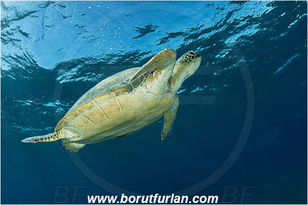 Marsa Abu Dabab, Marsa Alam, Egypt, Red sea, Chelonia mydas, Cheloniidae, Reptilia, Reptilian, Green Sea Turtle, Turtle
