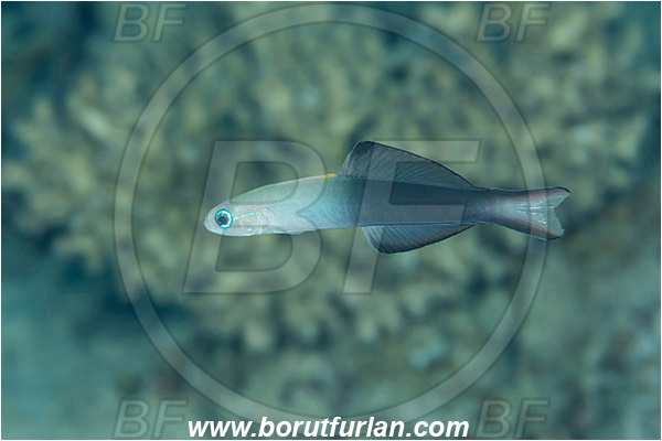 Marsa Shagra, Marsa Alam, Egypt, Red sea, Ptereleotris evides, Ptereleotris, Microdesmidae, Blackfin dartfish, Goby, Fish
