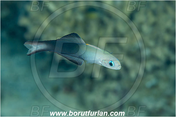 Marsa Shagra, Marsa Alam, Egypt, Red sea, Ptereleotris evides, Ptereleotris, Microdesmidae, Blackfin dartfish, Goby, Fish