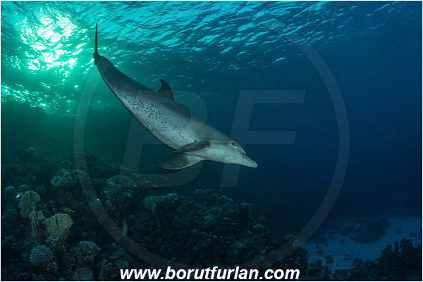 Marsa Shagra, Marsa Alam, Egypt, Tursiops aduncus, Tursiops, Delphinidae, Mammalia, Mammalian, Indo-Pacific bottlenose dolphin, Dolphin, Reef