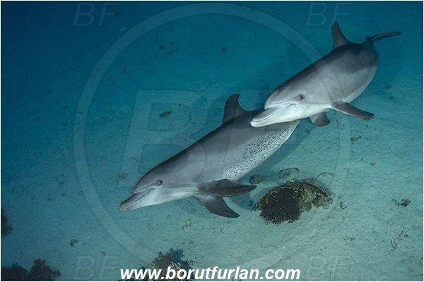 Marsa Shagra, Marsa Alam, Egypt, Tursiops aduncus, Tursiops, Delphinidae, Mammalia, Mammalian, Indo-Pacific bottlenose dolphin, Dolphin, Sand